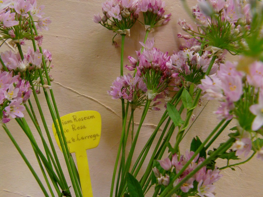 Mostra erbe officinali a Vallermosa